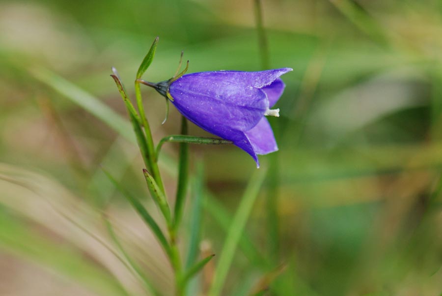 Campanula  da id.